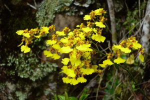 ORQUIDEA - CHAPADA DIAMANTINA