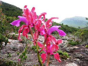 Chapada Diamantina
