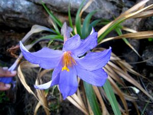 florcand1 FR 300x225 - VALLÉE DU PATI