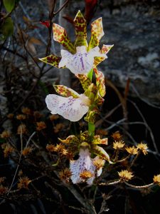 orquiddomocobravo 225x300 - ORCHID